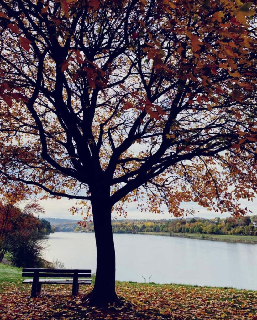 Baum mit Herbstlaub und leere Bank an einem See
